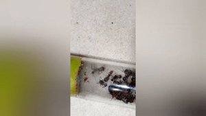 Кампонотус Никобаренсис. Самые простые и интересные муравьи!?