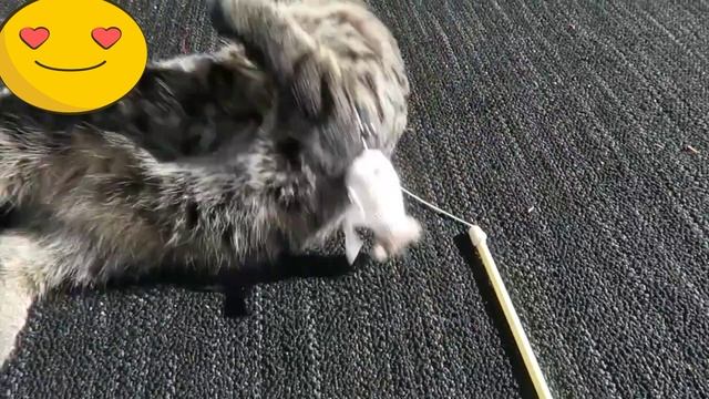 Котики?