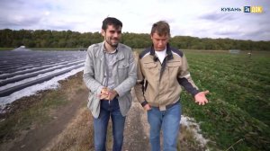 Кубань 24: мульча на полях. АГРОНОРМ