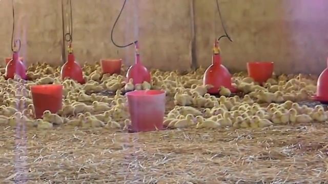 Утята мулард смотреть онлайн