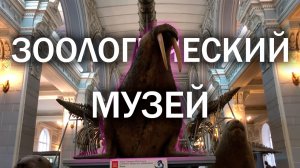 ? Зоологический музей в СПБ? ? (3 часть рубрики)