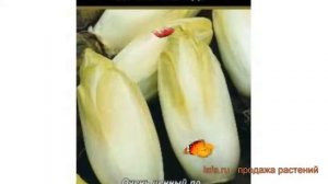 Витлуф обыкновенный Ракета (raketa) ? витлуф Ракета обзор: как сажать семена витлуфа Ракета