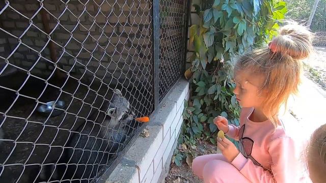 Страусиная ферма г. Мелитополь - Осень 2019! смотреть онлайн