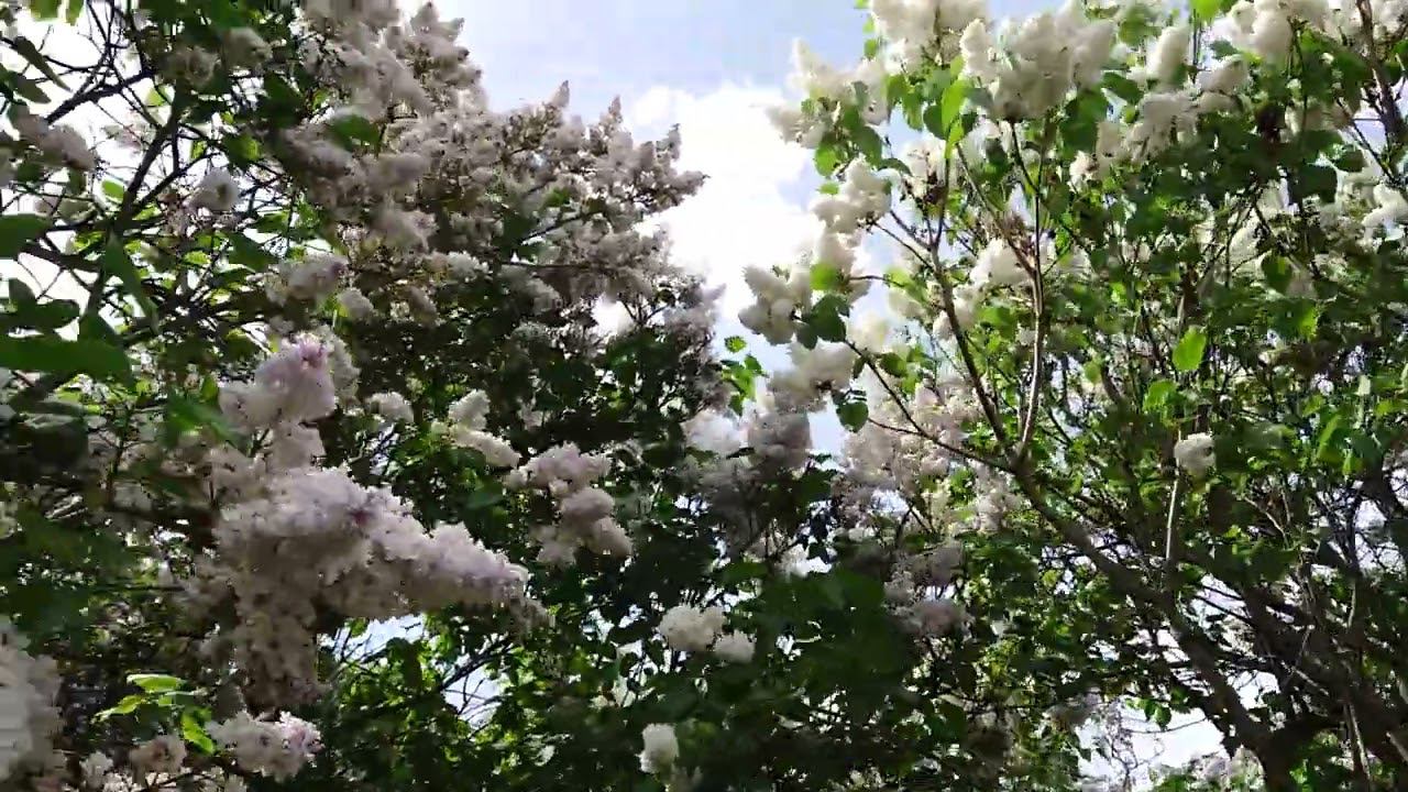 Сирень в парке Горького