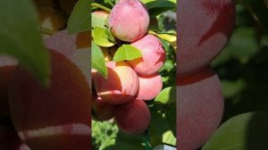 Слива "Узюк"?, невероятно вкусная?, вес 18-25 гр, ранее плодоношение, высокая урожайность ?