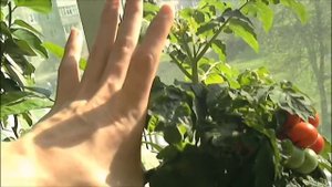 Выращивание томатов на окне, сорта Балконное чудо, Пиноккио, Комнатный сюрприз  часть 4