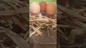 Как хранить яйца,чтобы они долго не портились?