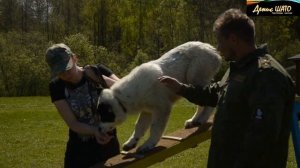 Кинологам, собаководам, любителям собак и животных посвящается песня о верных друзьях