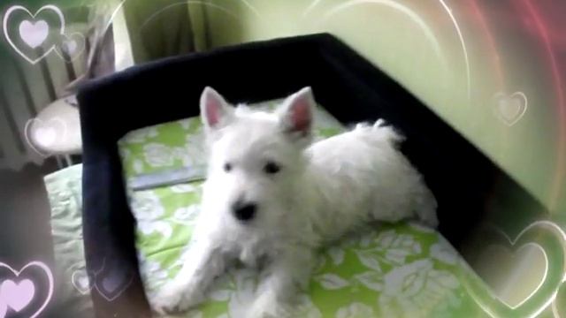 Вест Хайленд Вайт Терьер-щенок девочка на продажу смотреть онлайн