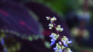 «Цветы дали мне вторую жизнь!». Садовод Галина Панова поделилась секретами создания красивого сада