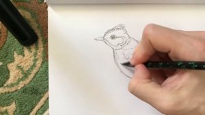 Как нарисовать птицу  карандашом | Жаворонок