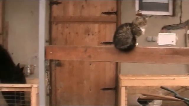 Медленная кормушка для лошади. смотреть онлайн