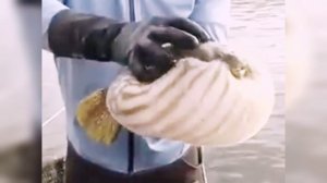 Аротрон раздувается )