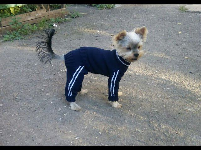 Комбинезон на вязальной машине для собак и кошек. Расчеты выкройки. смотреть онлайн