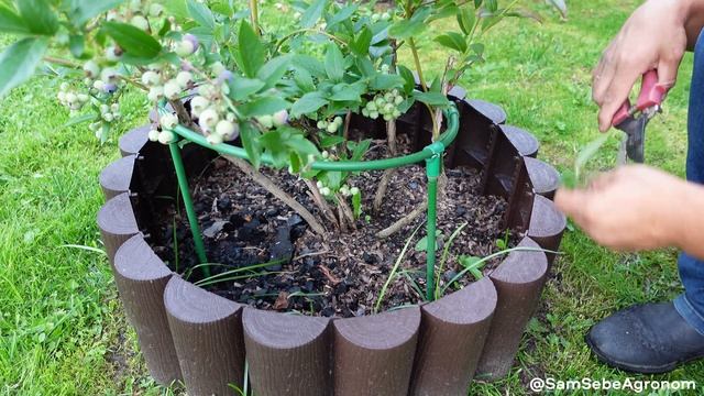 Голубика - летняя обрезка самая правильная, она помогает увеличить урожай. смотреть онлайн