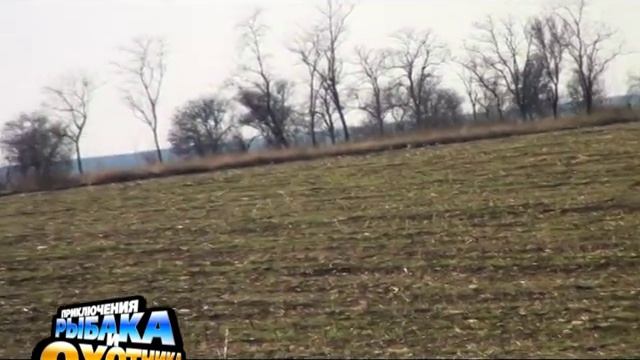 Охота на зайца в Арцизском районе Одесской области смотреть онлайн