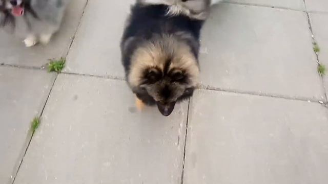 Шпиц продажа,  девочка соболь