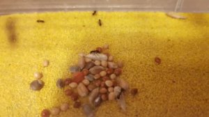 Муравьиная ферма. Часть № 7