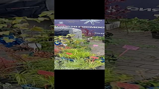 В Челябинске проходит 21-я ежегодная выставка цветов и плодов 17.08.2024 #докторндн #пасхальвиварий