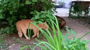 Кот ругается матом