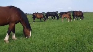 СГН48 Кони.  Лето 2020