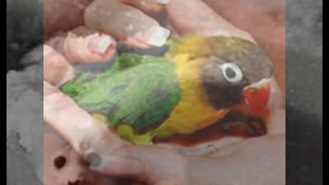 ЖИВОТНЫЕ КРАСНОЙ КНИГИ смотреть онлайн