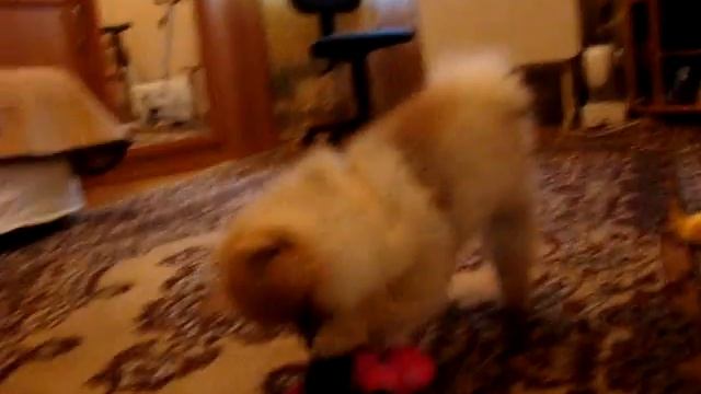 Шпиц померанский. ФОКС-ик смотреть онлайн