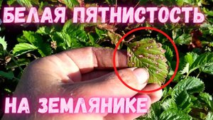 Белая пятнистость на ремонтантной землянике. Великолепный урожай даже с пораженного куста
