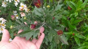 Хризантемы из семян. Что же у меня выросло и зацвело?)