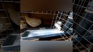 Как сделать кормушку? Кормушка за 3 минуты. Клетка для перепелов своими руками. Быстро и легко.