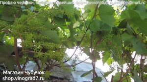 Восстановление куста после гербицида- цветение Кишмиша запорожского (Пузенко Наталья Лариасовна)