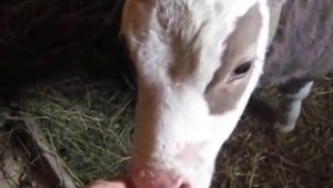 Рацион кормления телят в 1 месяц