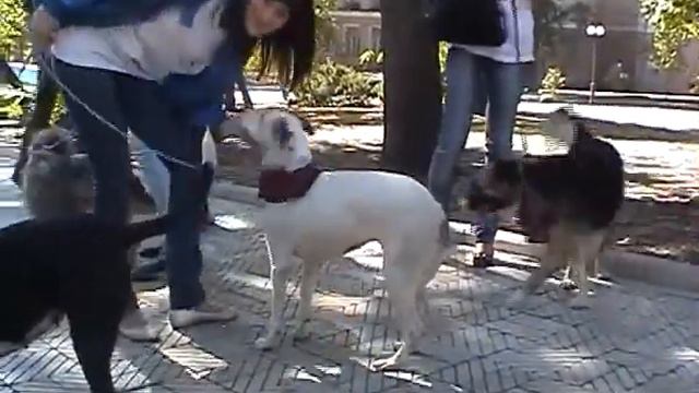 Беечка ищет дом! г. Донецк смотреть онлайн