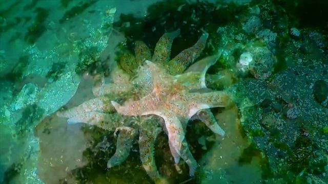 Морская звезда. Королева регенерации.