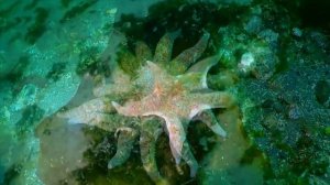 Морская звезда. Королева регенерации.