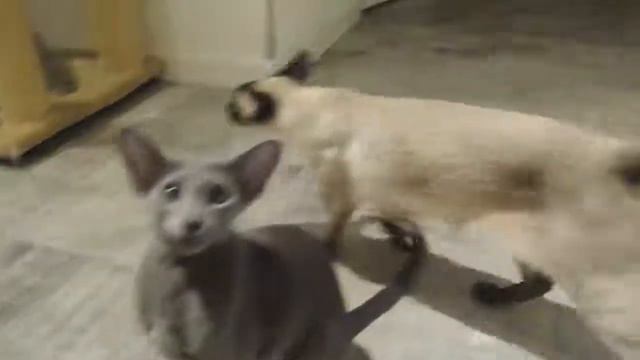 Ориентальная кошечка приносит "апорт" смотреть онлайн