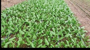 редиска Бодиам f1 и Селеста f1 03.23.2023