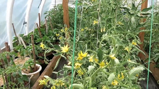 ТОМАТЫ через месяц после высадки в теплицу / Украинские, Королева ночи, Сержант Пеппер... смотреть онлайн