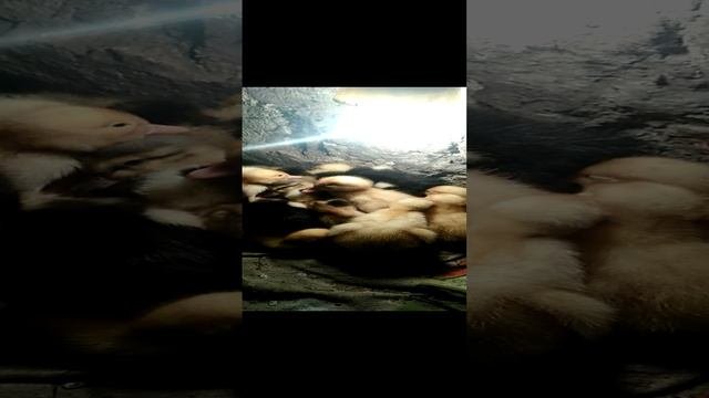 Милашки утятки
