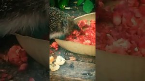 Ёжик не любит яблоки🍎🍏, он любит мясо🦔🍖😋