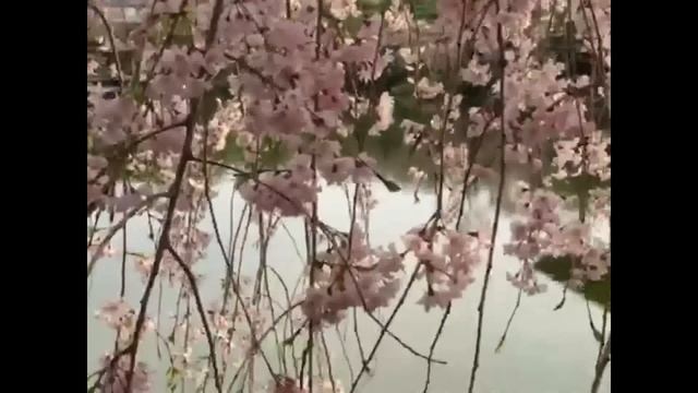 США - ЯПОНИЯ. ХРАМЫ БУДДА САКУРА ШОУ КИМОНО смотреть онлайн