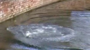 Рыбалка ловля осетра / рыбалка ловля стерляди / самоловы за 10 минут 2 осетра