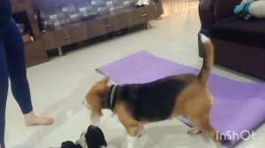 Почему у собаки опустился хвост #собака #бигль #гончая