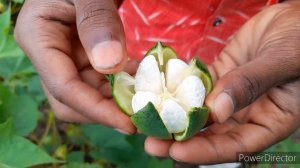 Karpasa in Ayurveda || cotton plant || gossypium herbaceum gossypium indicum