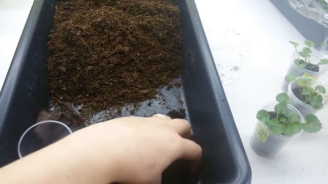 Укоренение кампанул в торфяных таблетках. смотреть онлайн