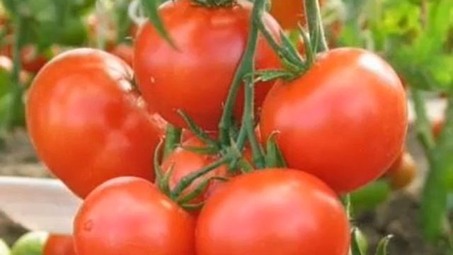 ТОМАТ ЛЮБАША - УЗНАЙ БОЛЬШЕ О ГИБРИДЕ ТОМАТА ЛЮБАША смотреть онлайн