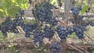 Виноград Руслан