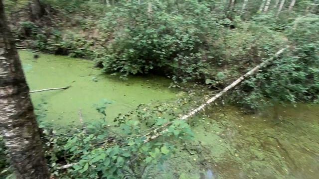 КАК Я ПРОВЁЛ ЛЕТО Черника,волшебный Лес смотреть онлайн