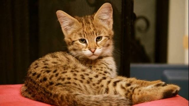 Самые красивые породы кошек в мире Топ 6