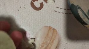 НАЖИВКА ИЗ МАНКИ ОТ КОТОРОЙ ДУРЕЕТ ВЕСЬ КАРАСЬ!!!